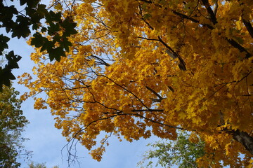 Misty blue sky and autumnal foliage of Norway maple in mid October