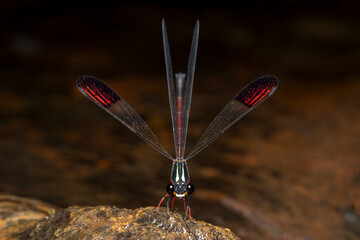 Malabar torrent dart damselfly