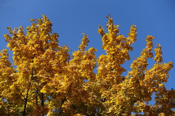 Unclouded blue sky and autumnal foliage of Norway maple in October
