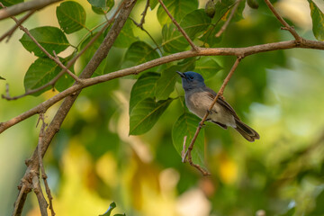 Black-naped monarch