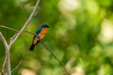 Tickell's blue flycatcher