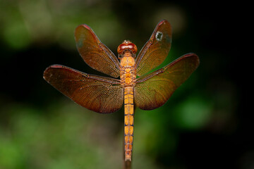 Fulvous forest skimmer