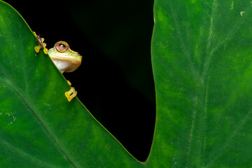 Small tree frog