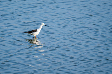 Black winged stilt