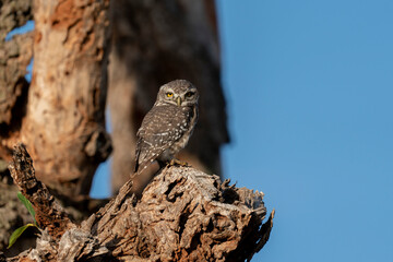 Spotted owlet