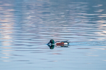 Northern shoveler
