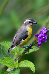 Obraz premium The bananaquit, Coereba flaveola on purple flower. Tanager family Thraupidae