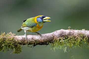 Eubucco bourcierii, female, the red-headed barbet on a branch with moss