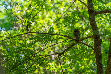 Forest owlet