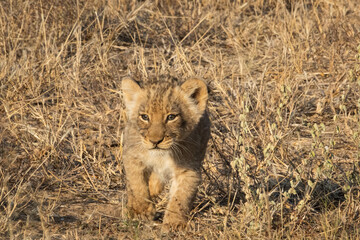 little lion cub