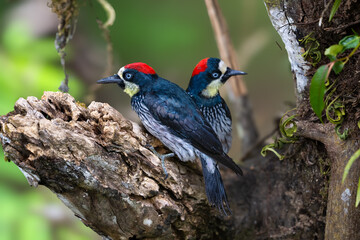 The acorn woodpecker, Melanerpes formicivorus. Male and female.