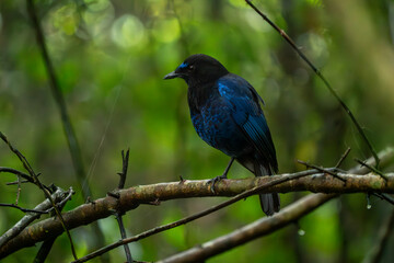 Malabar whistling thrush