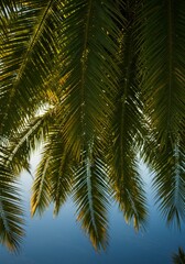 Lush Green Palm Tree Leaves Against a Blue Sky
