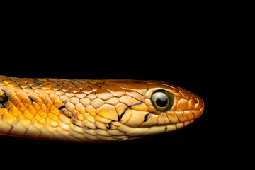Checkered keelback