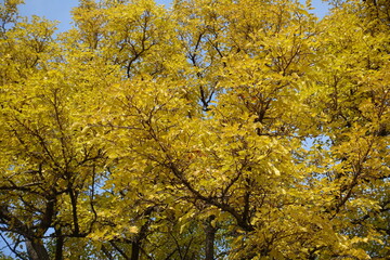 Autumnal foliage of mulberry tree against blue sky in mid October