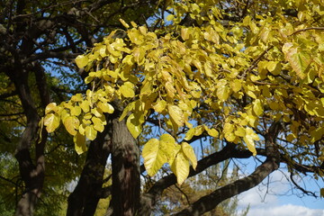 Foliage of mulberry tree in mid October