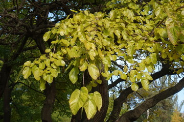 Greenish yellow autumnal foliage of mulberry tree in mid October