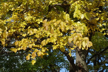 Leafage of mulberry tree in mid October