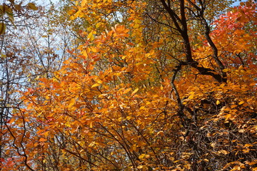 Orange autumnal foliage of European smoketree in October