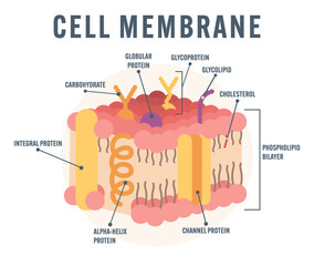 Cell Membrane Structure scheme Educational Illustration Showing Phospholipid Bilayer Glycoprotein Glycolipid Cholesterol Cytoplasmic Membrane Biology labelled Diagram Flat Style modern colorful Vector