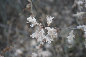 The valley oak or roble(Quercus lobata)