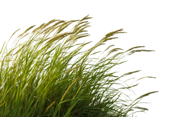 grass blowing in wind isolated on white background