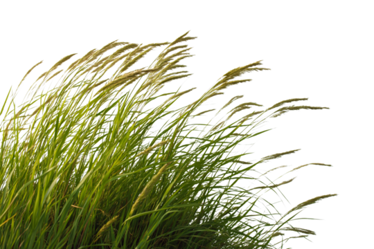 grass blowing in wind isolated on white background
