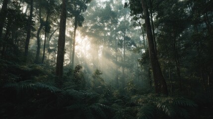 Fototapeta premium Ancient Rainforest Awakening at Dawn