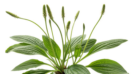 Herbal medicine plant Plantago lanceolata or Plantain on white or transparent background
