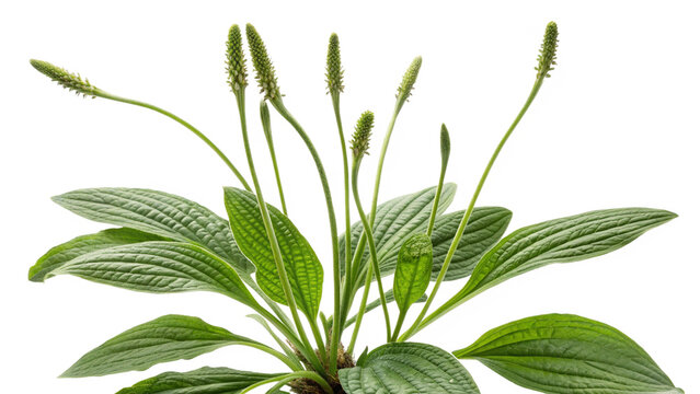 Herbal medicine plant Plantago lanceolata or Plantain on white or transparent background