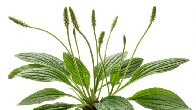 Herbal medicine plant Plantago lanceolata or Plantain on white or transparent background