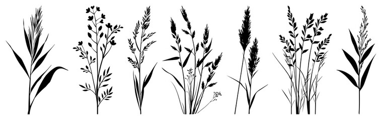 Fototapeta premium PNG Silhouette botanical grass illustrations, element set on transparent background