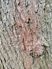bark of a tree