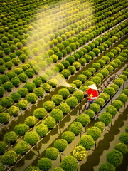 Growing raspberry chrysanthemums on trellis in Sa Dec flower village, Vietnam