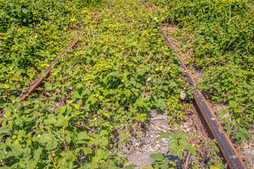 Close-up of rusty single track railway tracks overgrown with brambles and other wild plants. The photo was taken on a sunny spring day in the Dutch province of North Brabant.