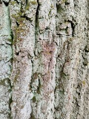 bark of a tree