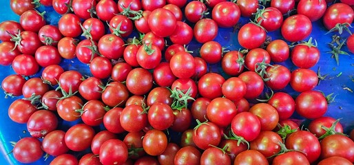 Fresh tomatoes close up view