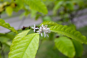 White flower of coffee tree