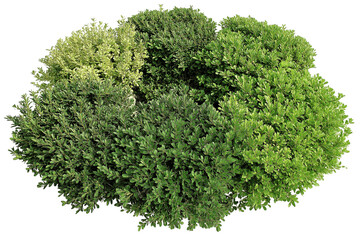 Obraz premium cluster of vibrant lush green bushes isolated on white background