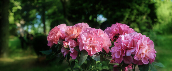 Es blüht farbenfroh im Park und Garten im Mai, Rosen