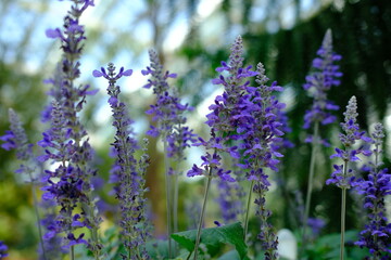 A bunch of purple flowers are in a garden