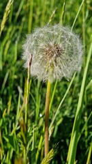 Fototapeta premium Dandelion Seeds Ready to Fly