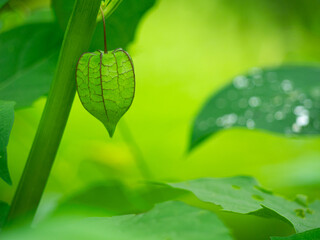 Physalis Peruviana is a perennial shrub that can be used as a medicine for epilepsy, breast cancer,...