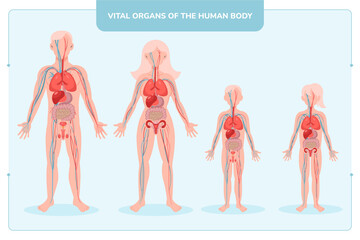 Flat Human Body Vital Orgarns Composition