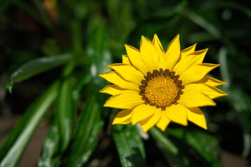 A yellow flower with a brown center