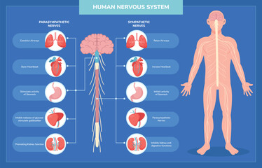 Flat Human Body Nervous System Infographic