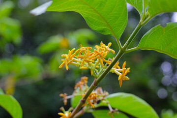 Yellow flower of gardenia plant