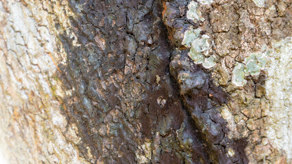 Close up of old mango bark shows deep lines, cracks, pattern and peeling fibers