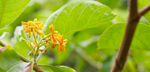 Yellow flower of gardenia plant