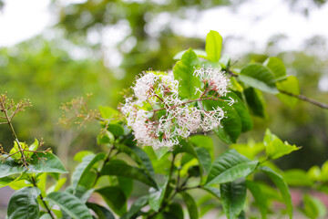 Siamese white ixora plant in the garden